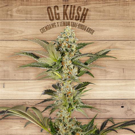 Og Kush Von The Plant Cannabis Sorten Infos
