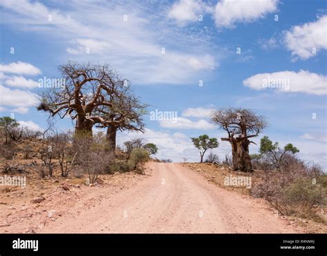 A Limpopo Landscape With Baobab Trees In South Africa Stock Photo Alamy