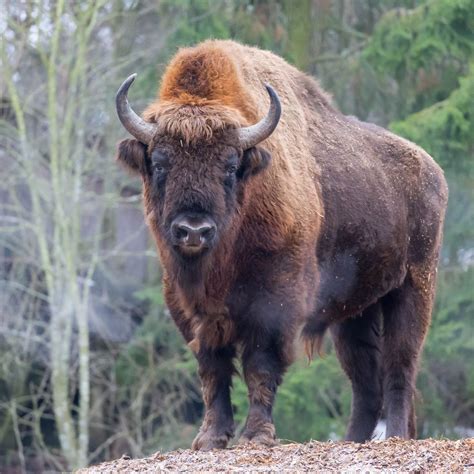 American Bison Laying On The Ground Creative Commons Bilder
