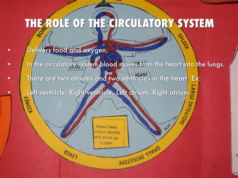 The Role Of The Circulatory System By Kristine Koeppe