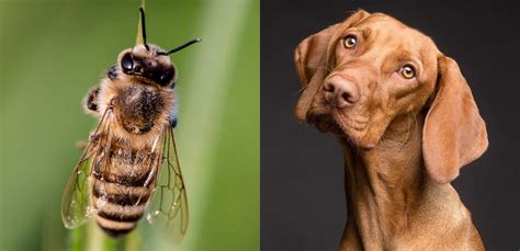Dogs That Ate Bees What To Do If It Happens To You