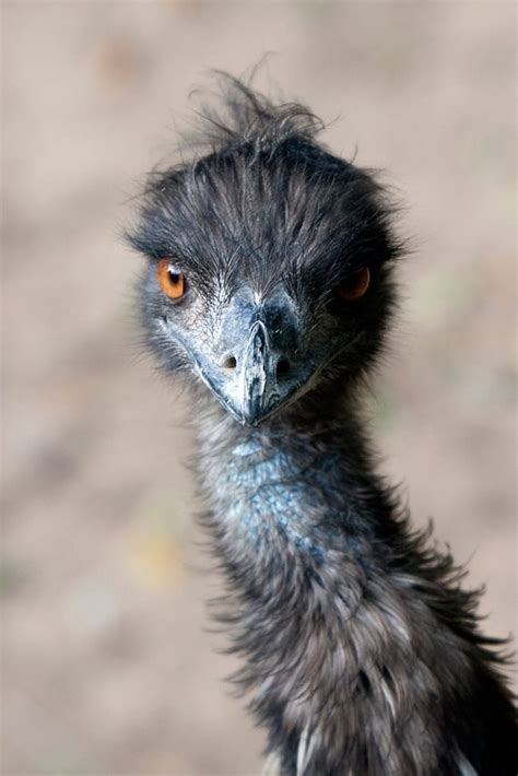 It is endemic to australia where it is the largest native bird and the only extant member of the genus dromaius. Emu - Denver Zoo