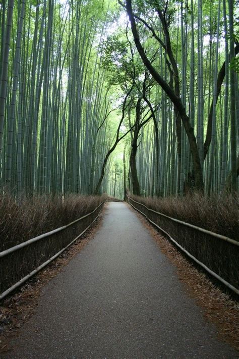 Bamboo Forest At Tenryu Ji In The Hills West Of Kyoto It Is The City