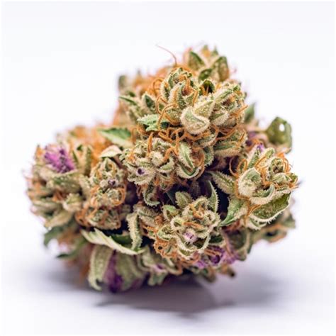 Bubblegum Strain Autoflowering Cannabis Seeds By Sunwest Genetics