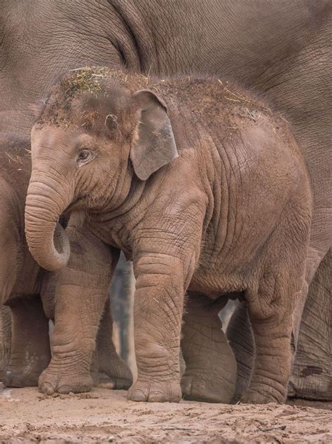 Great News As Chester Zoo Reveals Baby Elephant Indali Has Entered