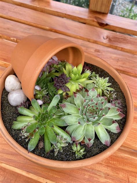 Hen And Chicks Succulent Planter Workshop Green Side Up Garden And Ts
