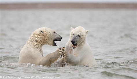Polar Bear Play Photo Blog Niebrugge Images