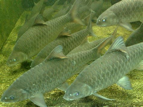 Visual english material to improve memory and make learning easy. Ikan Kelah/Ikan Semah/Empurau | The famous fresh water ...