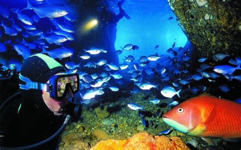 11 Best Places To Scuba Dive In New Zealand European Vacation
