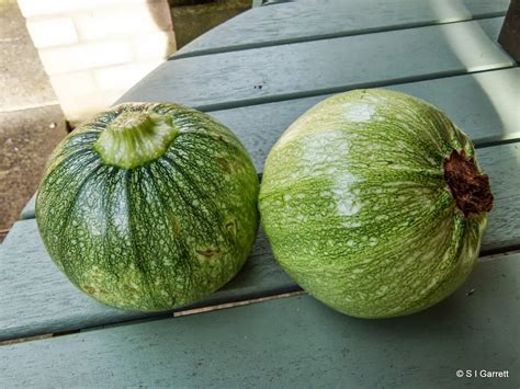 Maybe you would like to learn more about one of these? Our Plot at Green Lane Allotments: Are courgettes promiscuous?