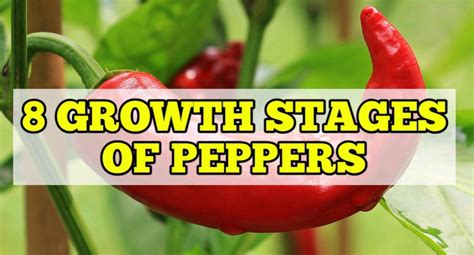 Pepper plants need to be consistently watered, but they don't mind a bit of dryness. 8 Growth Stages of Peppers, Life Cycle - Rockets Garden