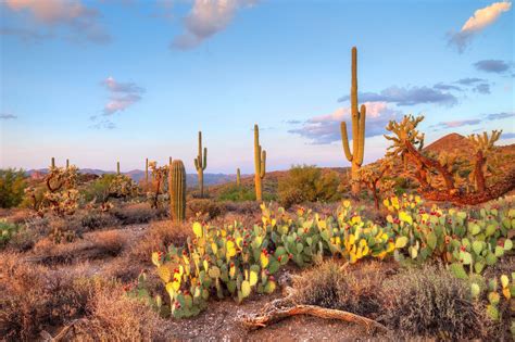 Banco De Imágenes Gratis Paisaje En El Desierto De Sonora Cactus Y