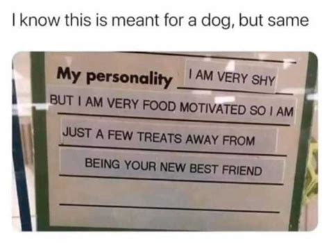 I Know This Is Meant For A Dog But Same I Am Very Shy My Personality