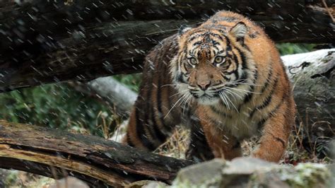 Wallpapers Hd Wild Sumatran Tiger