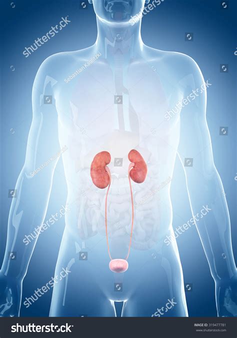 Medically Accurate Illustration Kidneys Stock Illustration 319477781 ...