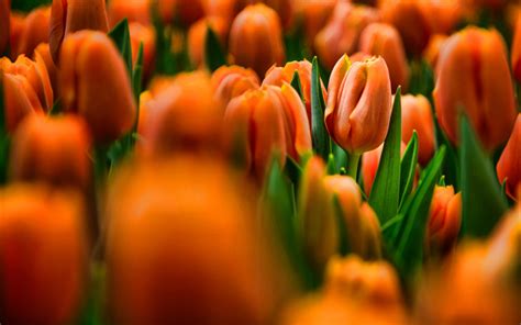 Download Wallpapers Orange Tulips Bokeh Hdr Summer Field Of Flowers