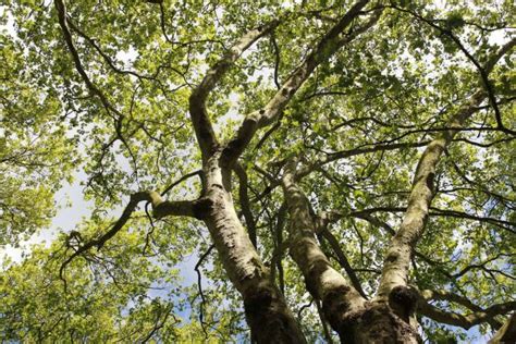 7 Trees And Plants With The Most Invasive Roots