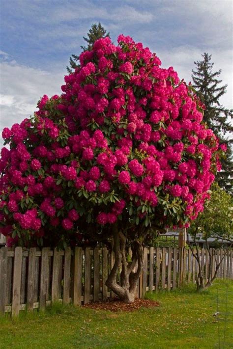 63 Lovely Flowering Tree Ideas For Your Home Yard Trees For Front