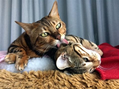 Why Do Cats Groom Each Other Vet Reviewed Licking Behaviors Reasons Catster