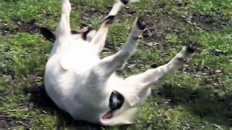 Fainting Goats Funny Goat Videos Youtube