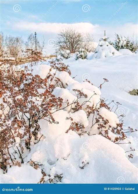 Snow Covered Branches Of Spirea On A Winter Day Stock Image Image Of