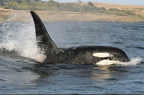 Orca Death Leads To Lowest Southern Resident Killer Whale Population In