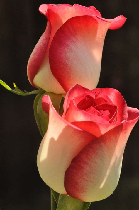 The 20 Most Beautiful Flowers In The World