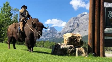 Climbing a hill with your trikke is an advanced task. 'Guy on a Buffalo' saddles up for viral video fame on ...