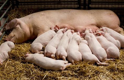 Pig Farming South Africa When Is Your Pigs Market Ready Farming