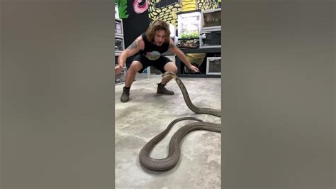 Worlds Biggest Venomous Snake King Cobra Cobras Kingcobra Snakes