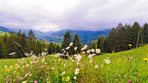 1920x1080 Switzerland Nature Mountains Trees Meadow Flowers