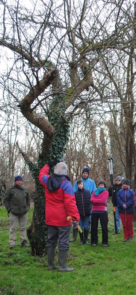 Pruning Kent Orchards For Everyone