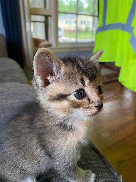 Cats for Adoption in Gadsden, Alabama | Alpha Paw