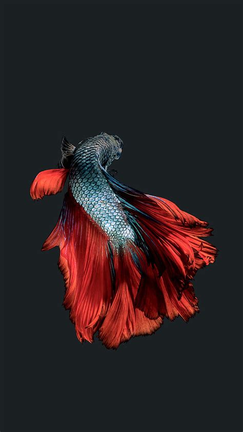 1080p Free Download Iphone 6s Betta Blue Fish Ios Ocean Pet Red