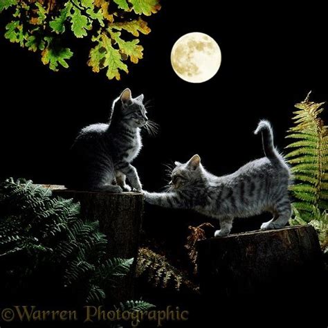 Full Moon Kittens Kittens Out At Night By Moonlight Cats Cats
