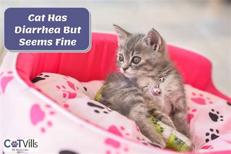 Cat Has Diarrhea But Seems Fine Should You Be Worried