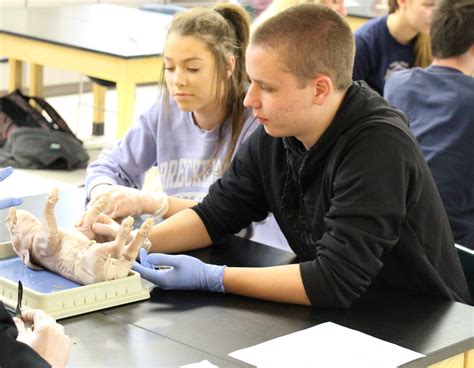 Honors Biology Students Dissect Fetal Pigs Learn About Anatomy Vistanow