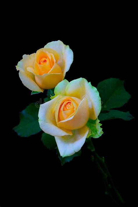 Elegant Pair Of Champagne Or Peach Color Roses On Dark Background Stock