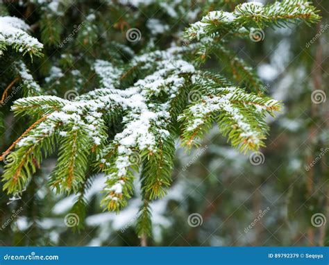Christmas Winter Landscape Stock Image Image Of Green 89792379