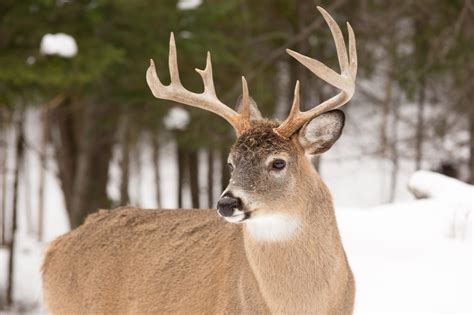 Whitetail Deer Travel Manitoba
