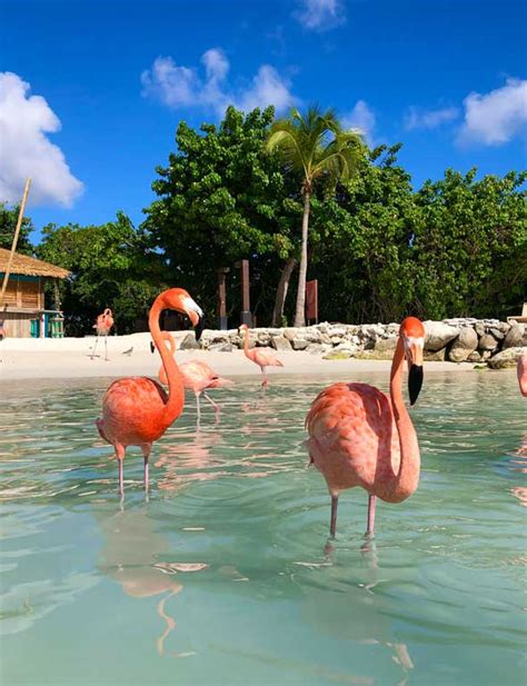 65 Incredible Things To Do In Aruba Youll Absolutely Love Aruba