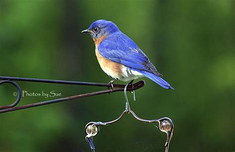 Male Eastern Bluebird - Birds and Blooms