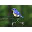 Male Eastern Bluebird  Birds And Blooms