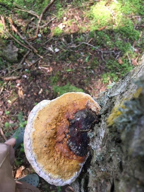 Mushrooms Of Georgia Wild Mushrooming Field And Forest Mycotopia