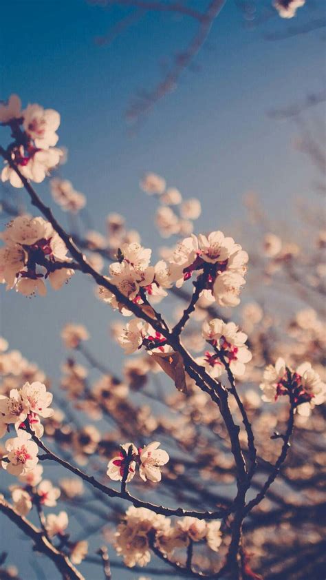 Spring Blossoms Aesthetic Wallpapers Wallpaper Cave