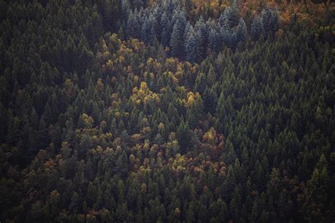 Landscape Forest Aerial View Trees Hd Wallpaper