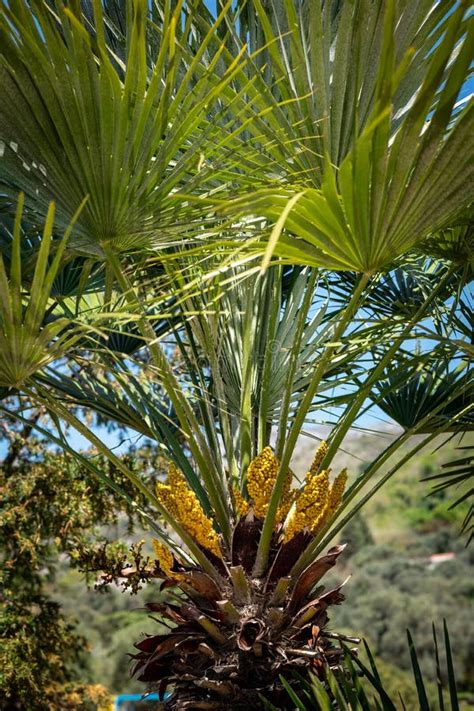 Blooming Yellow Flowers And Green Leaves Of Trachycarpus Palm Tree