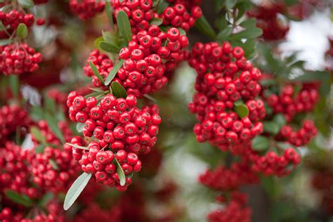 American heritage® dictionary of the english language. How to Grow Firethorn (Pyracantha) for Winter Interest ...