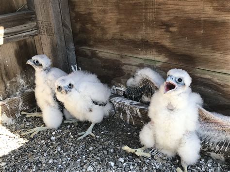 Six Peregrine Falcon Chicks Hatched At Mta Bridges And Tunnels The