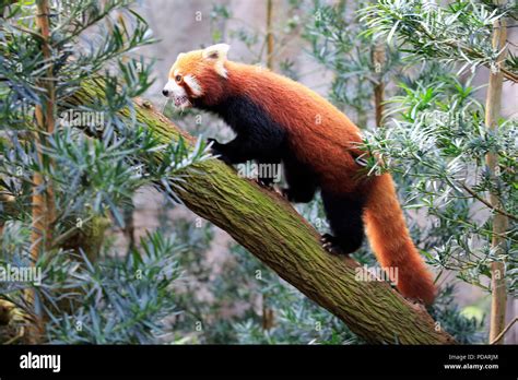 Red Panda Adult Climbing On Tree Asia Ailurus Fulgens Fulgens Stock